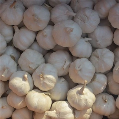 All blanc